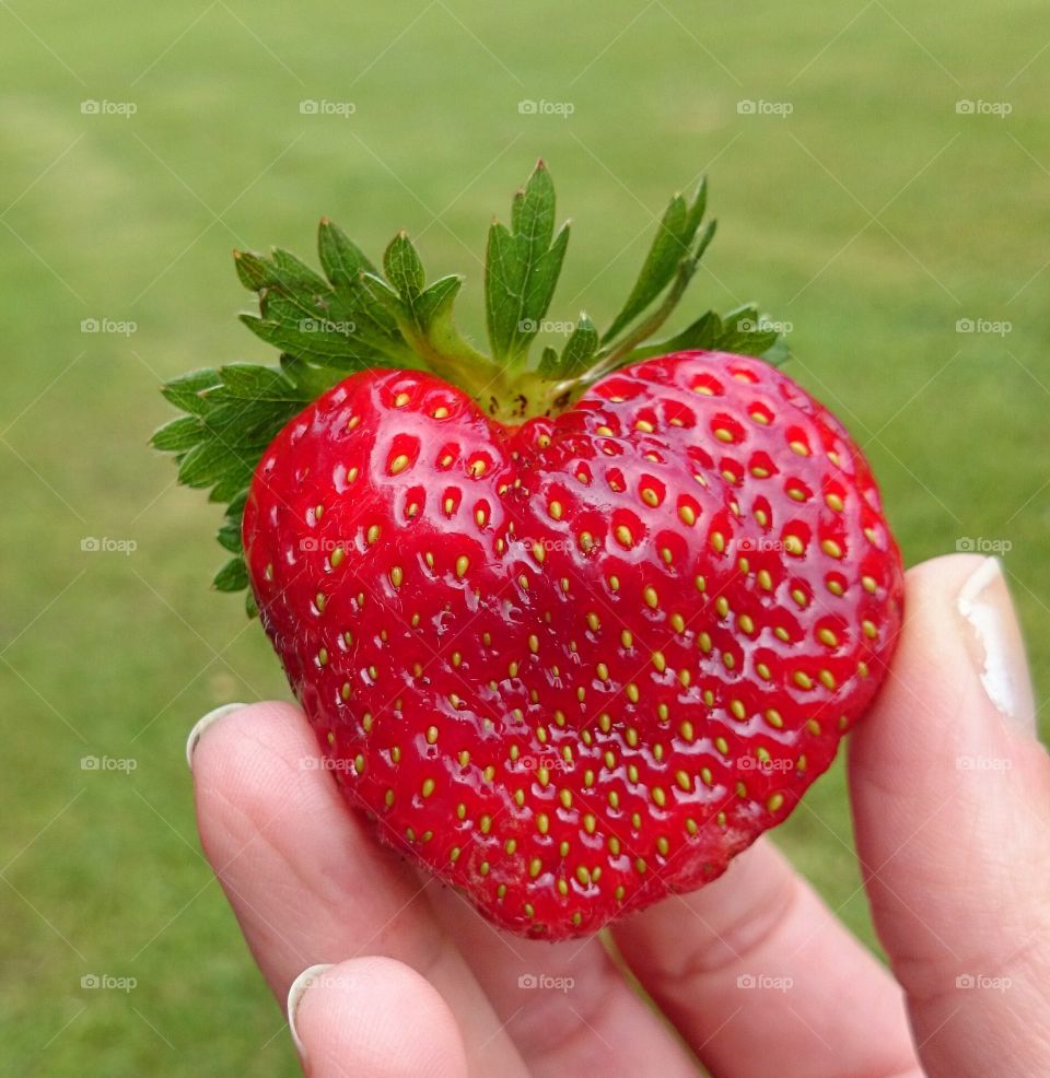 A human holding heart shape strawberry