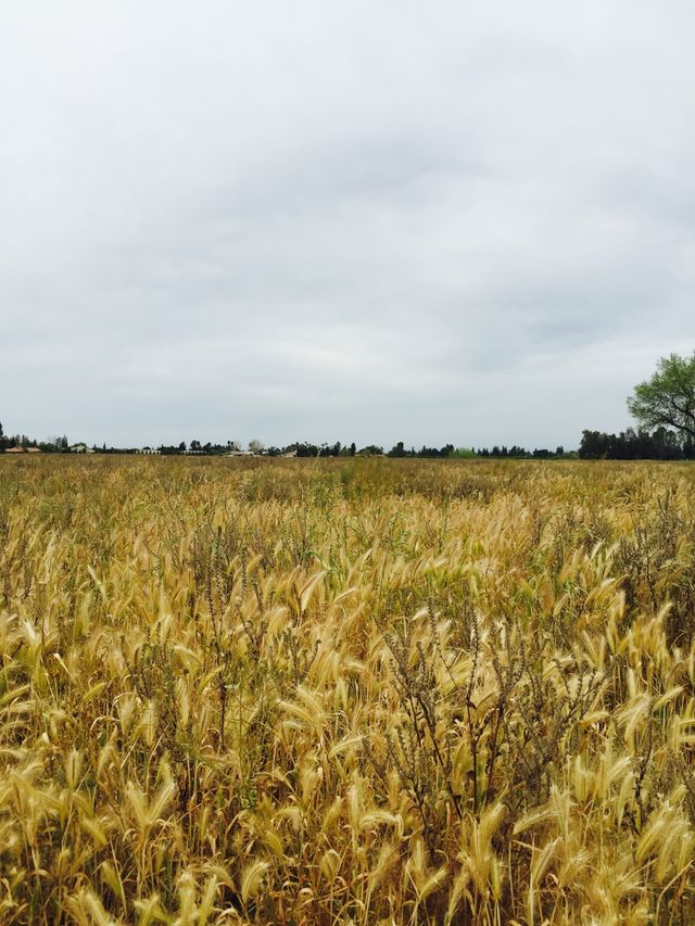 Countryside