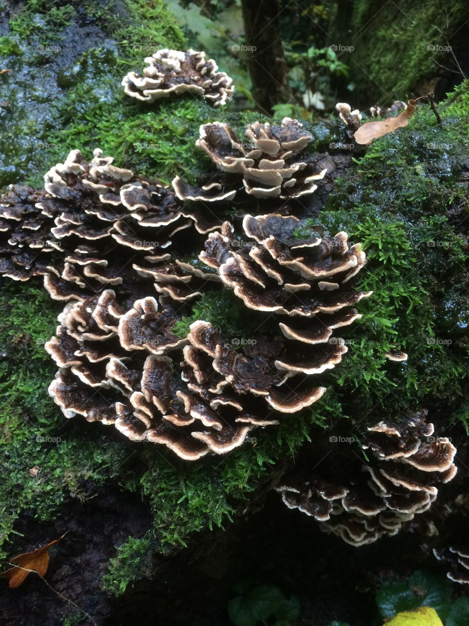 Fungus 