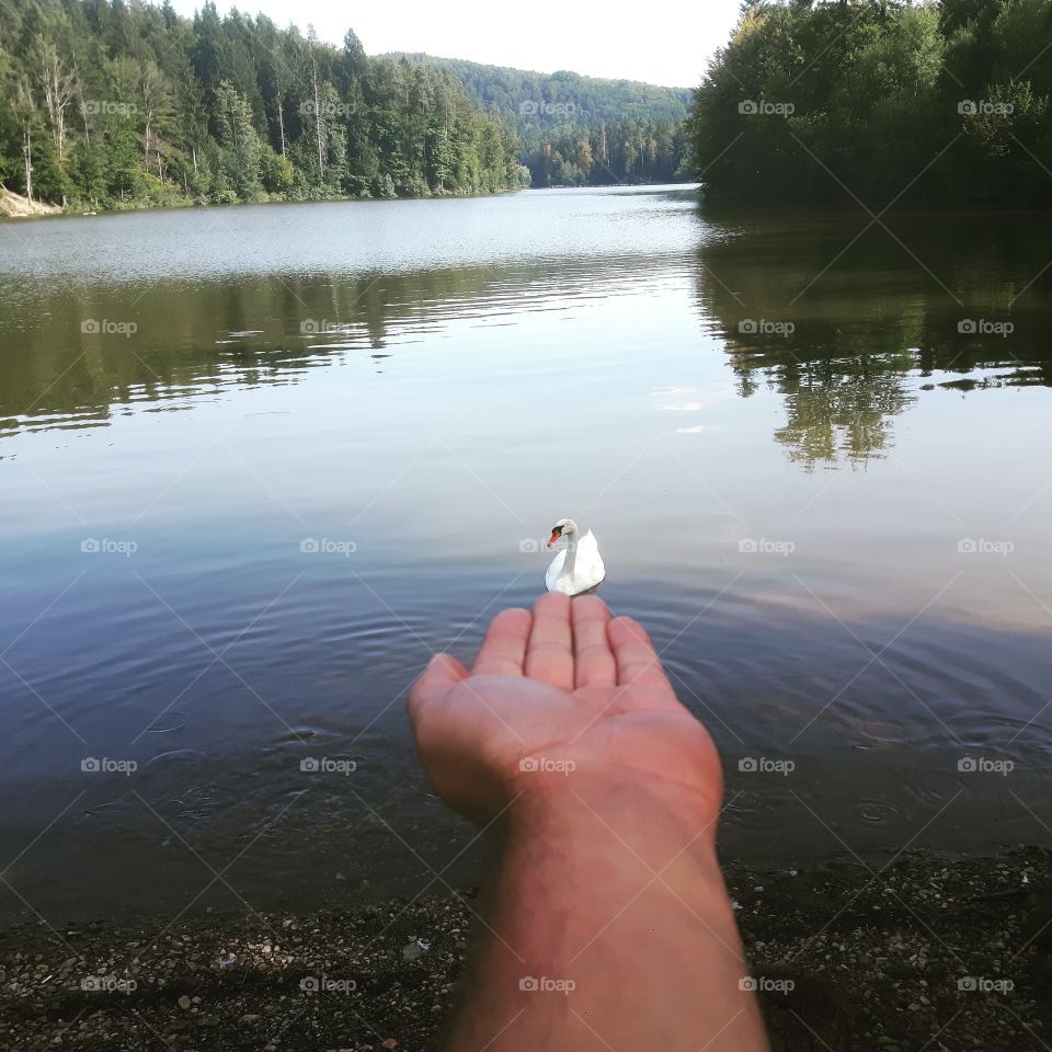 cute swan