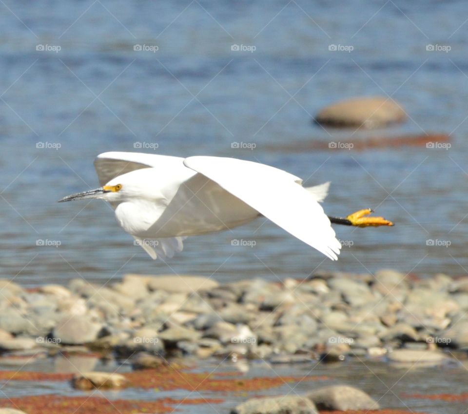 white heron bird flying over water
