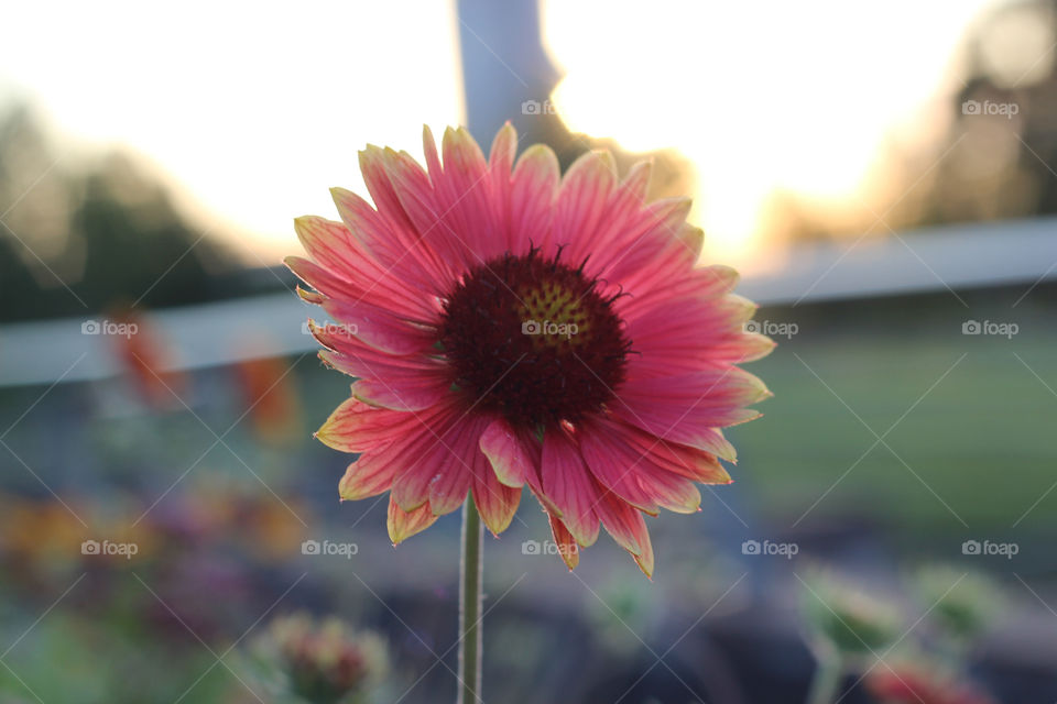 Sun Gerbera