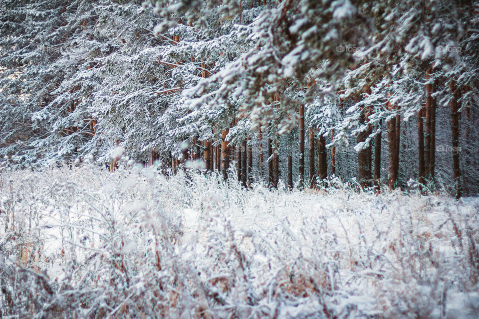 Winter forest