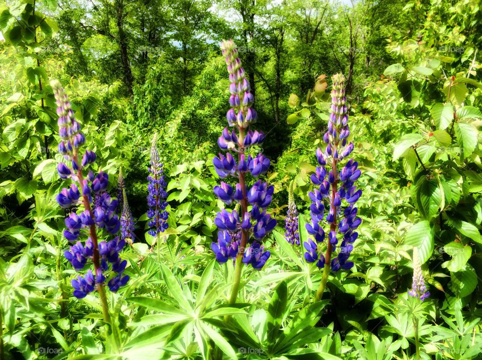 Lupins