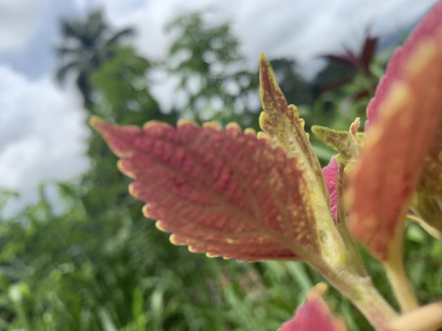 Red leaf 