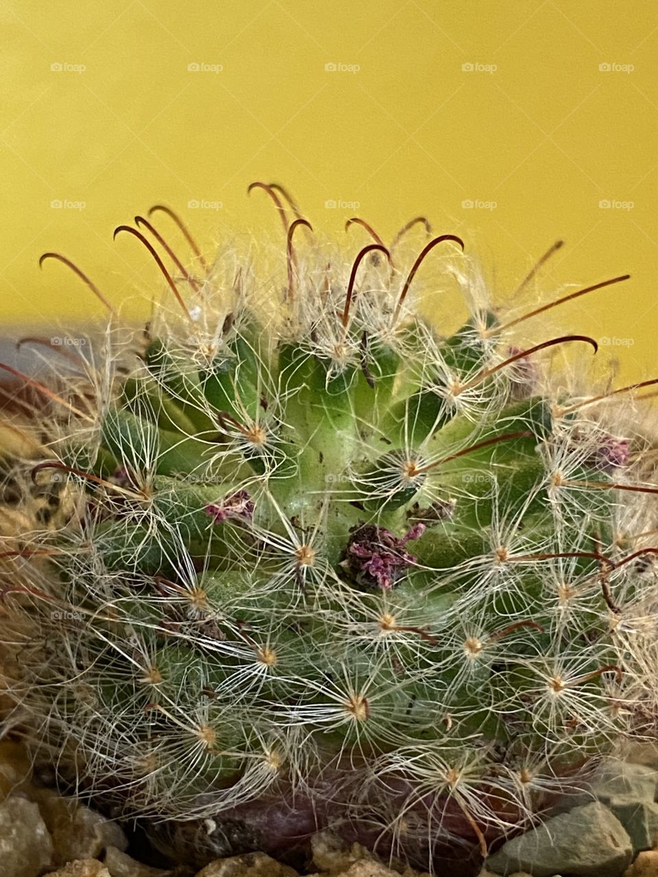 Pincushion cactus with yellow background. Houseplant. Home decoration. Nature’s beauty.