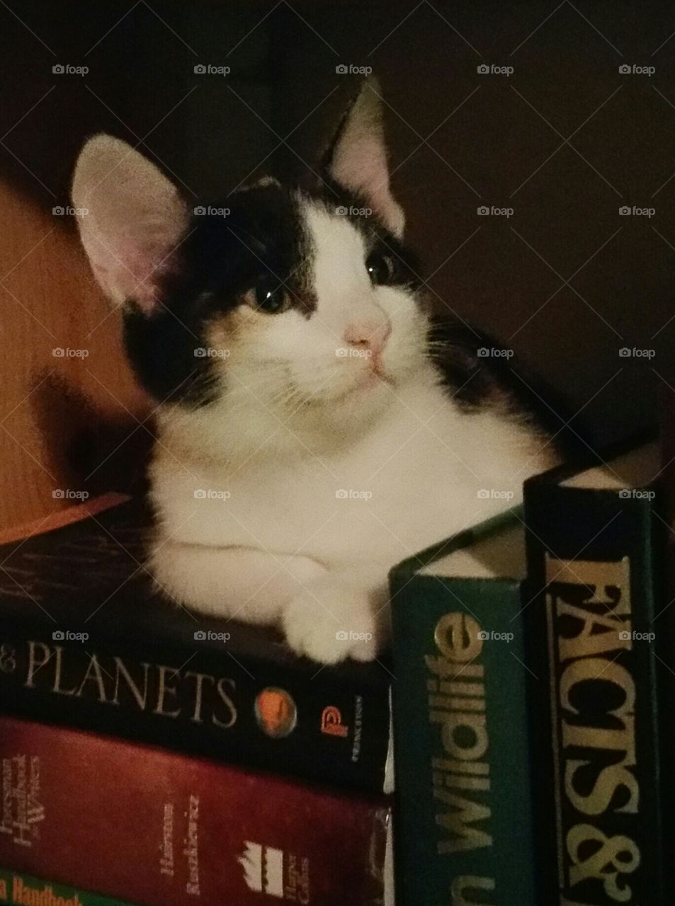 Penny  (the cat) portrait. she hides in the book case to watch the fish in the tank nearby