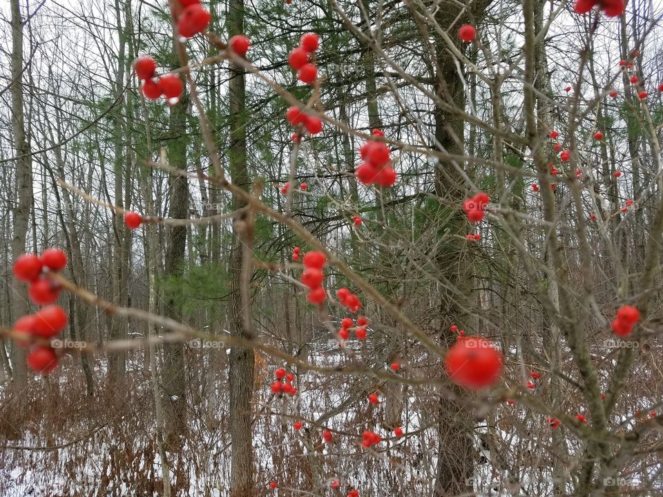 red berries in the woods