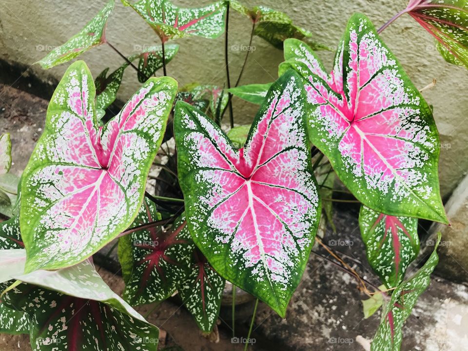 Beautiful pink caladium plants 