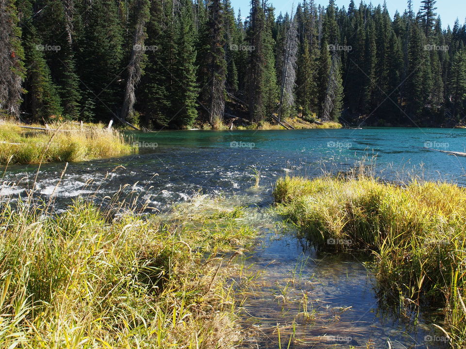 Oregon’s beautiful Deschutes River at Blue Hole near its headwaters in the forest with the wild grasses on its banks in splendid fall colors of yellow, red, and orange on a sunny autumn day.