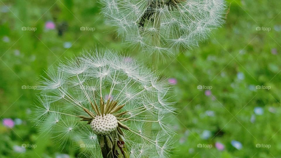 Beautiful dandelions