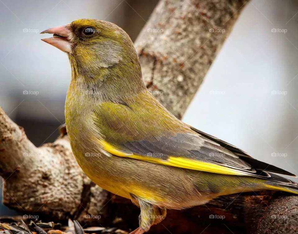 Beautiful and cute bird
