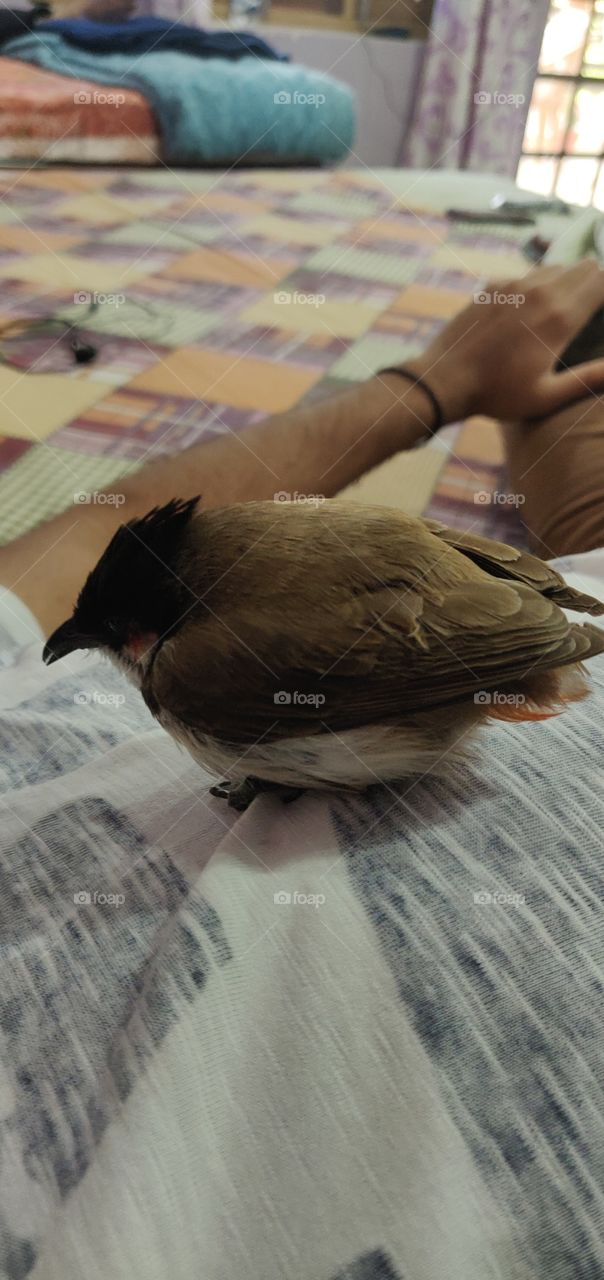 Red Asian Bulbul a freindly pet