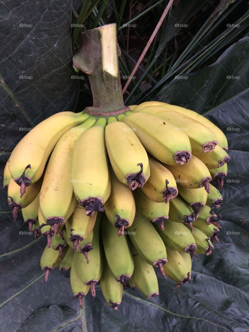 Bananas orgánicas do quintal de casa