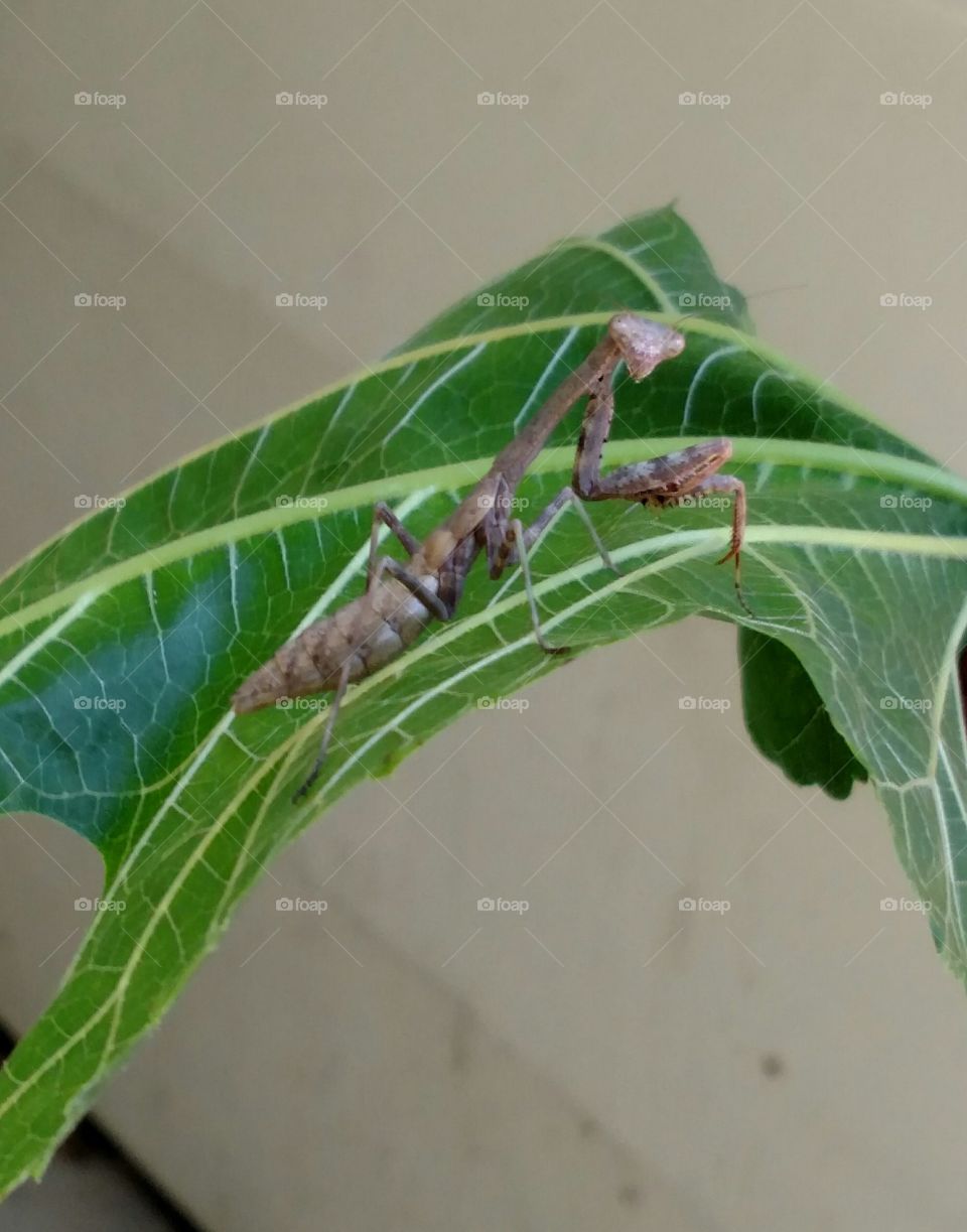 Mantis on Leaf 2