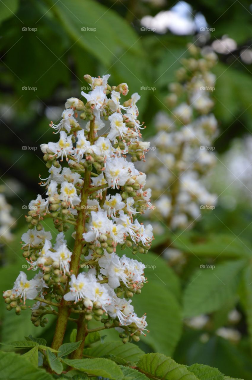 chestnut blossom at springtime