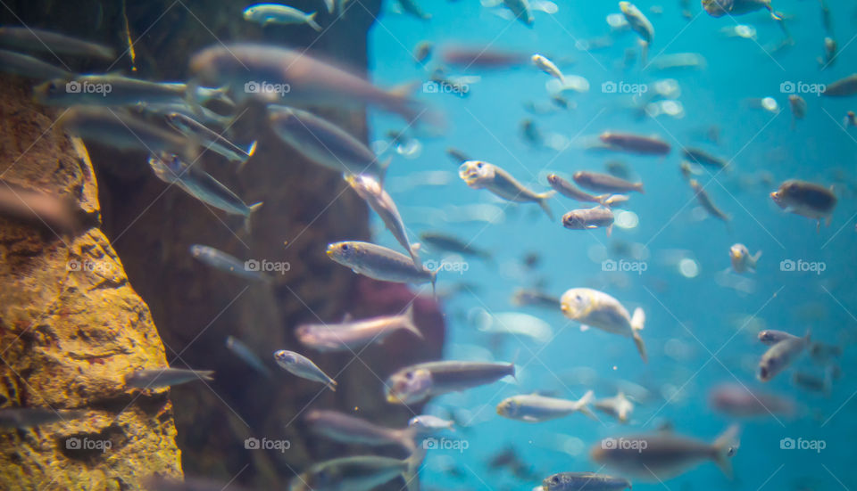 Speedy fish swimming in tank