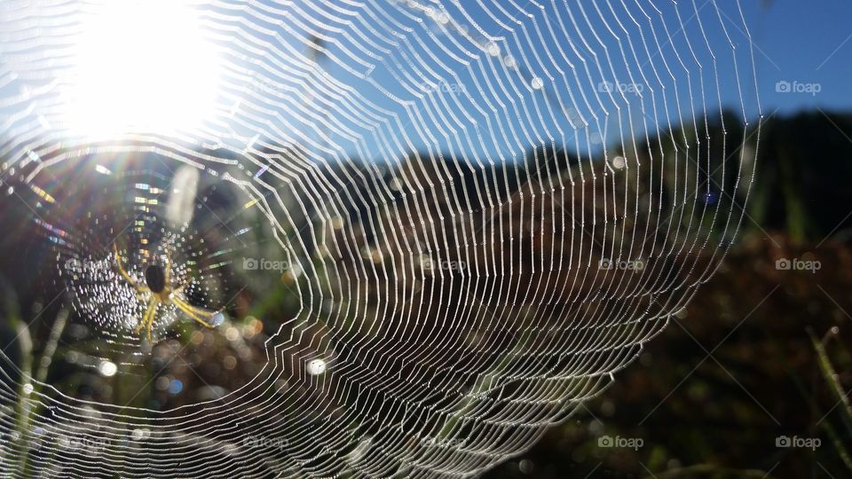 Spider, Trap, Spiderweb, Nature, Arachnid