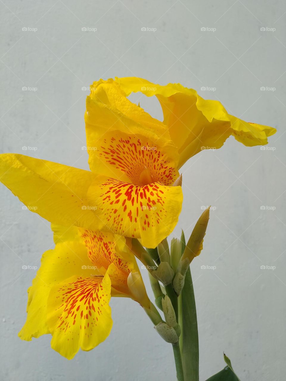 The beautiful Canna lily flowers