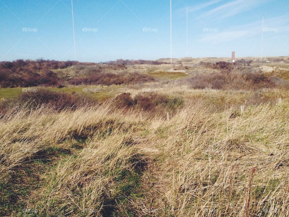 Dutch dunes
