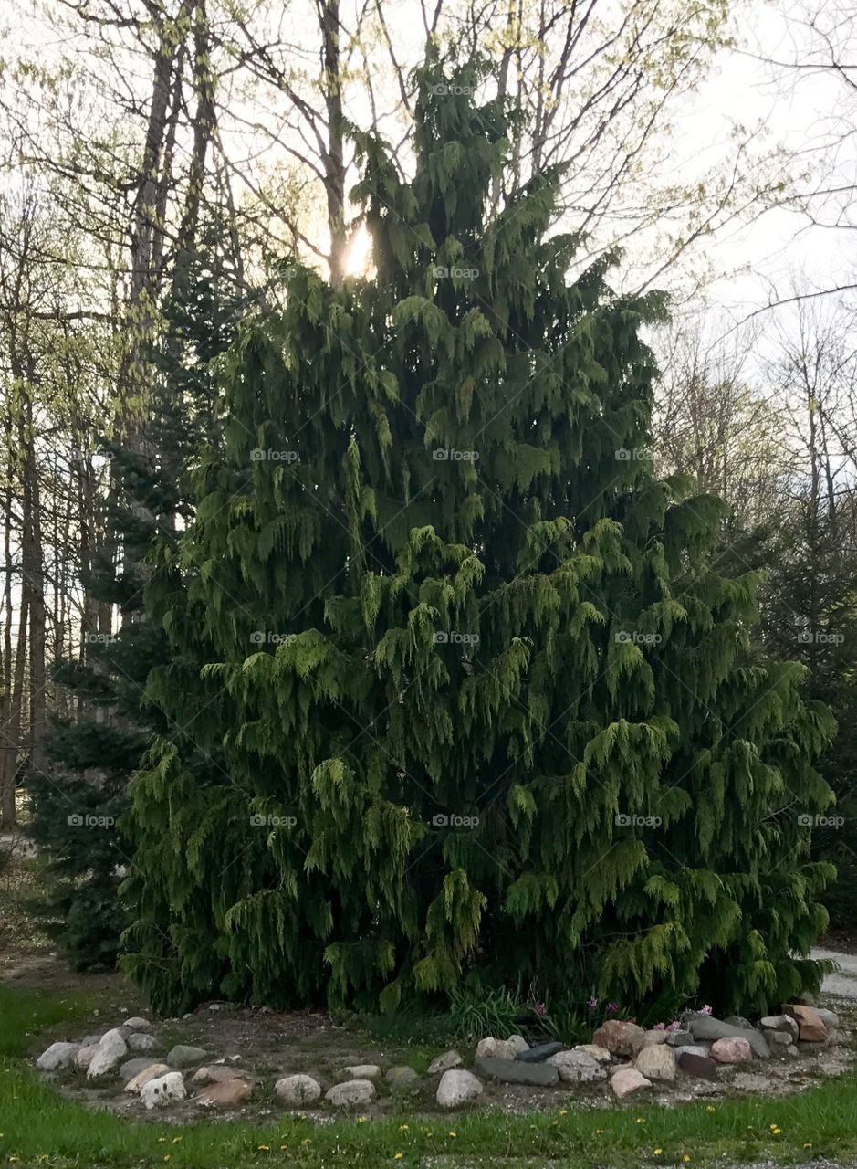 Droopy pine tree