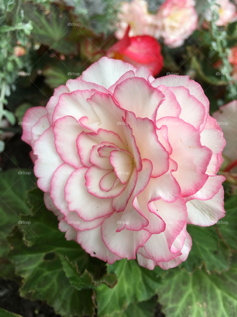 Beautiful flower in Quebec City