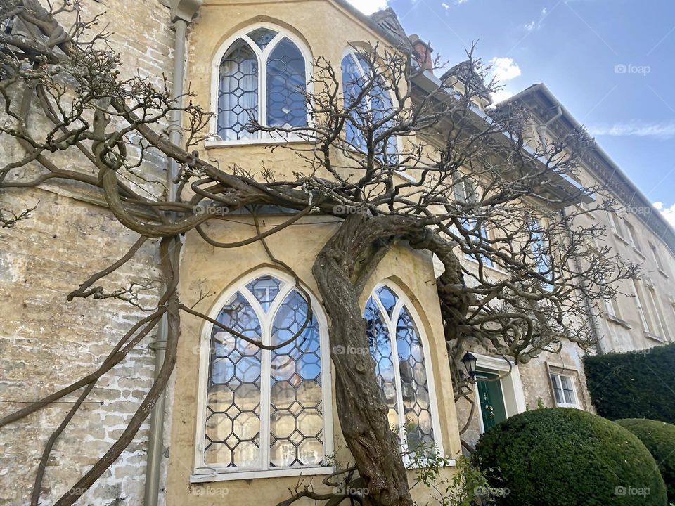 Tree on the house