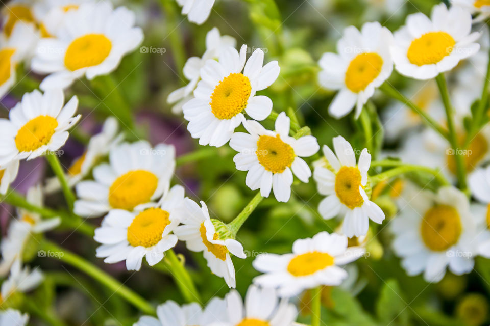 Field Daisies Flowers