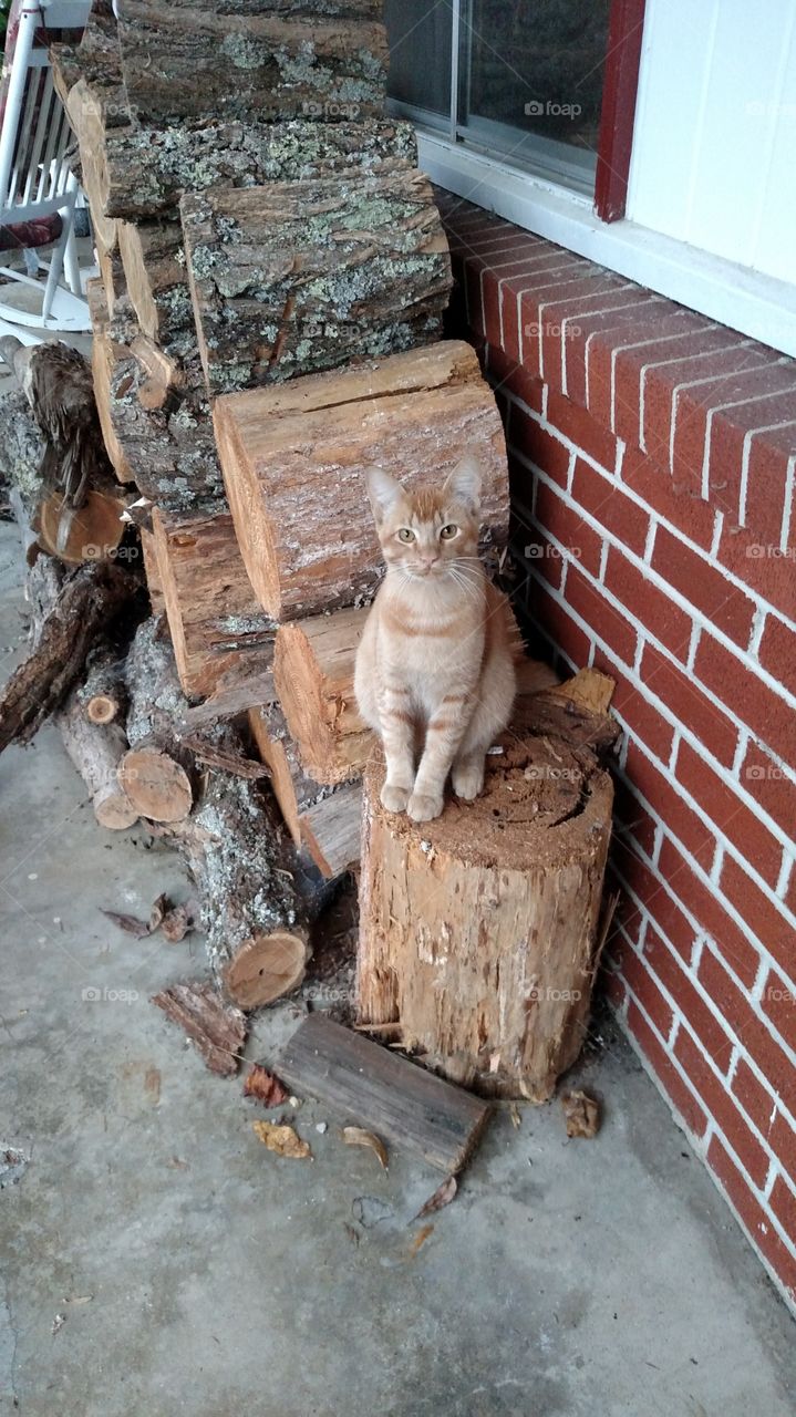 little kitty living around a hotel