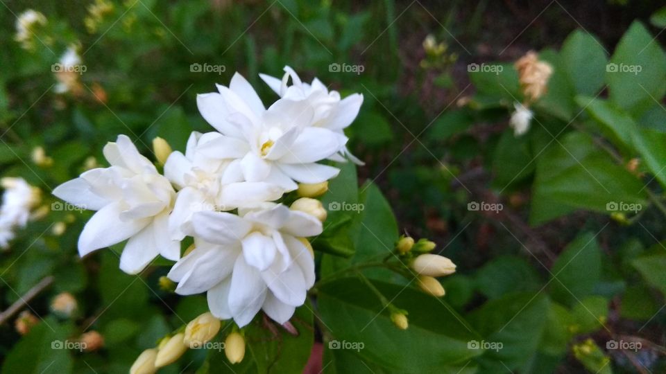 beautiful white jaisminum sambac flower