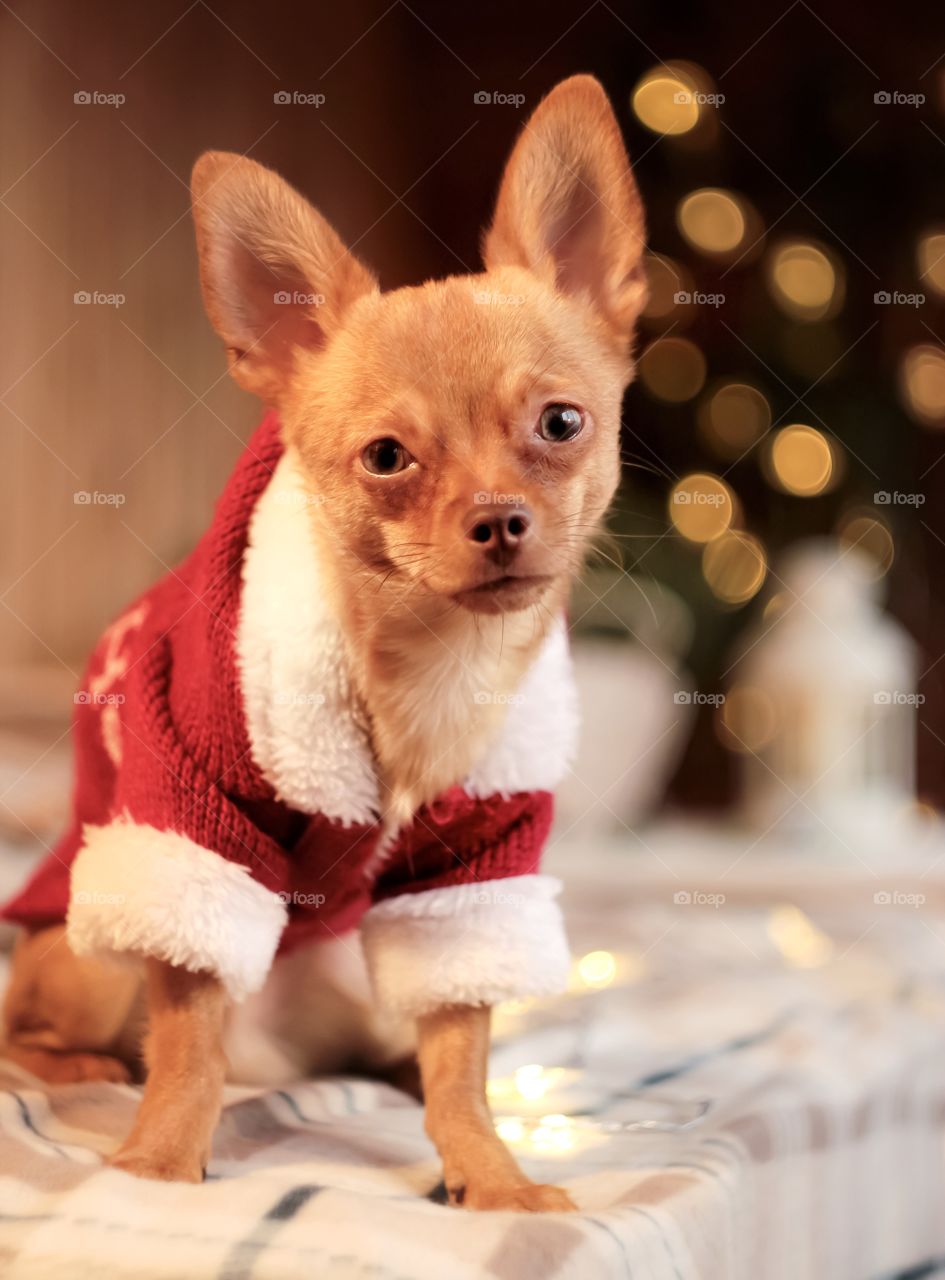 Santa chihuahua 