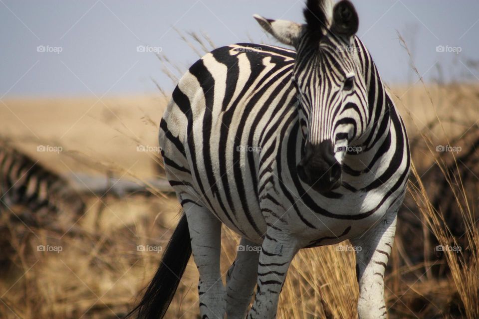 beautiful zebra and the light in this scene.