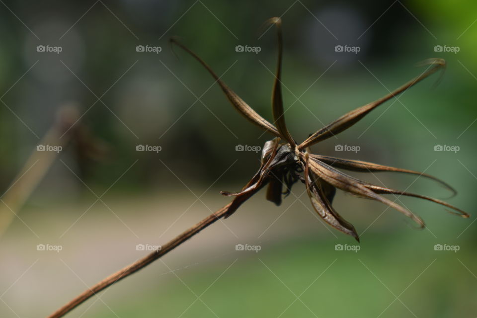 seven seeds in a stalk