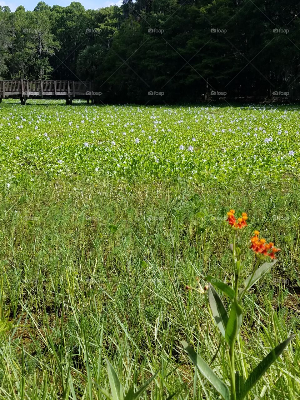 Pinellas Meadow in June