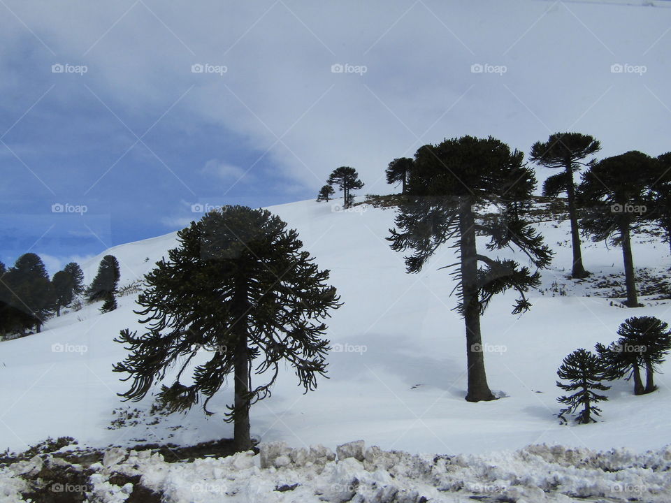 colina nevada donde resaltan las araucarias arboles milenarios de la  cordillera de los andes