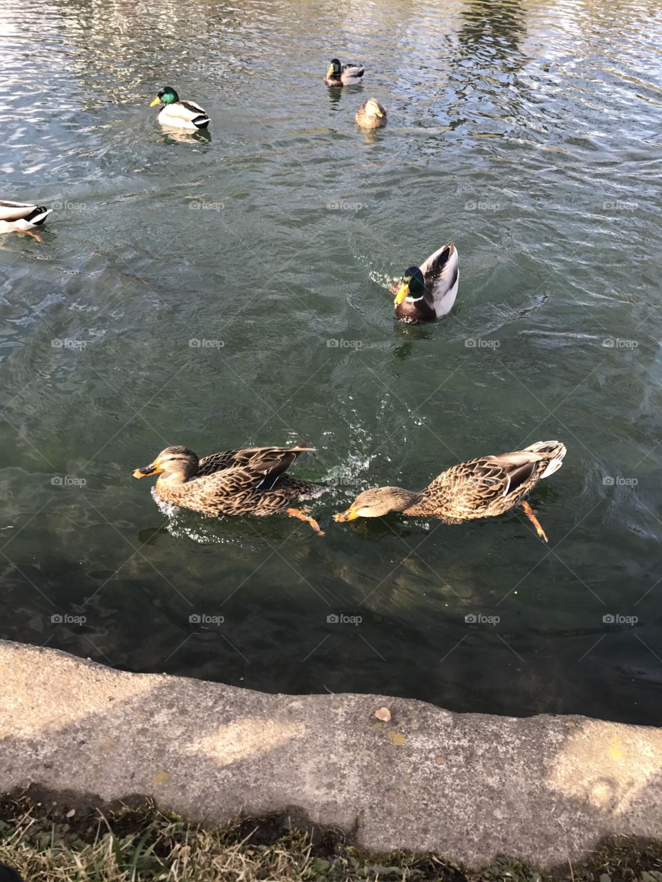 Duck life 
