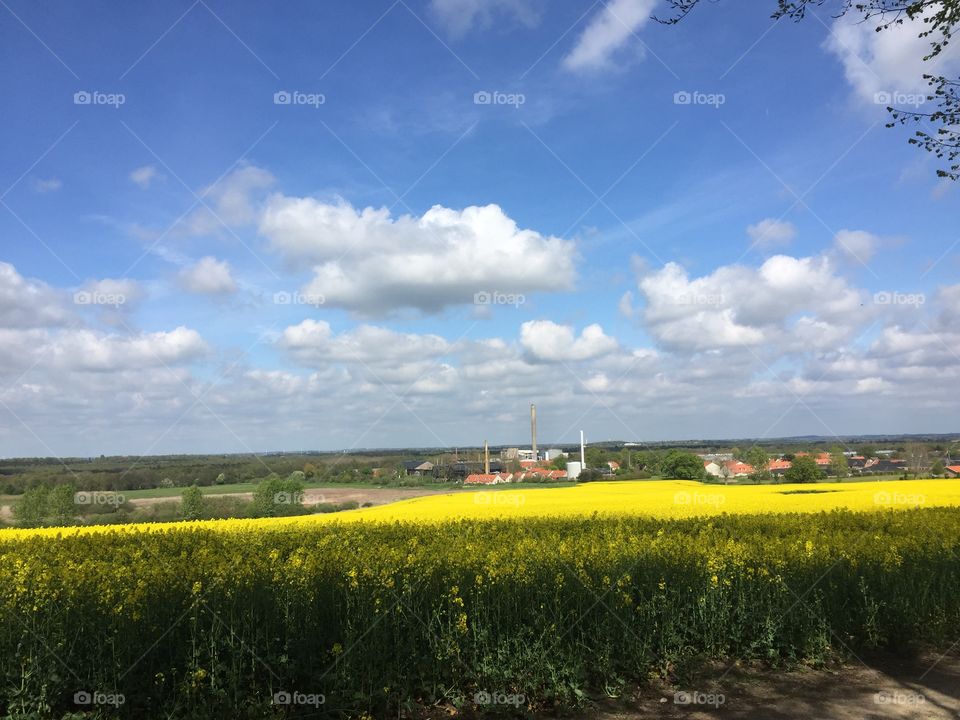 Field, Denmark