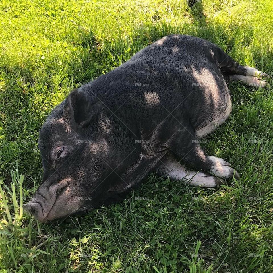 Lazy Pig Resting In The Shade On Farm 