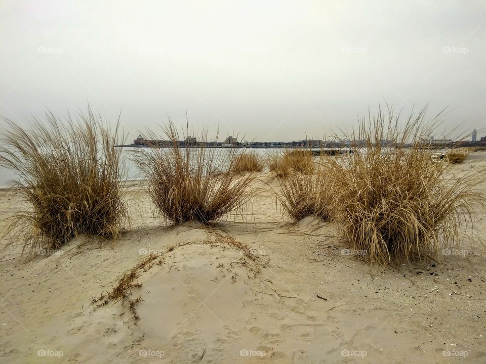 Beach grass