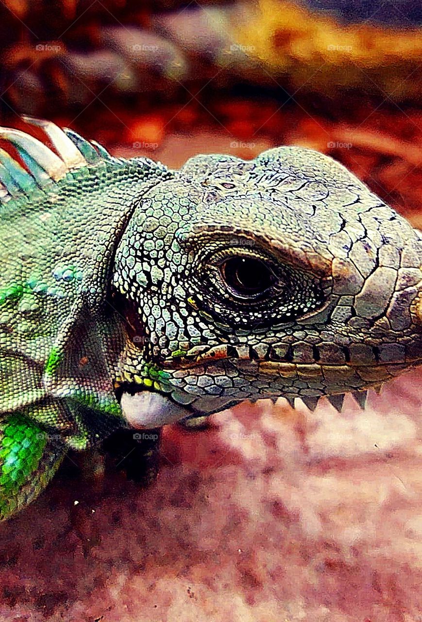 Lagarto