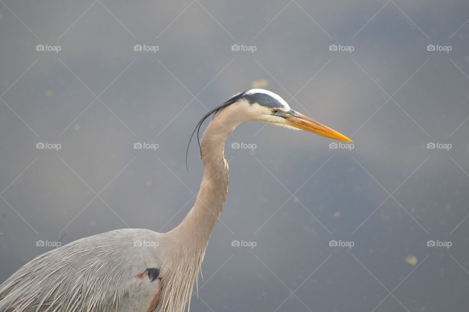 A colorful Great Blue Heron