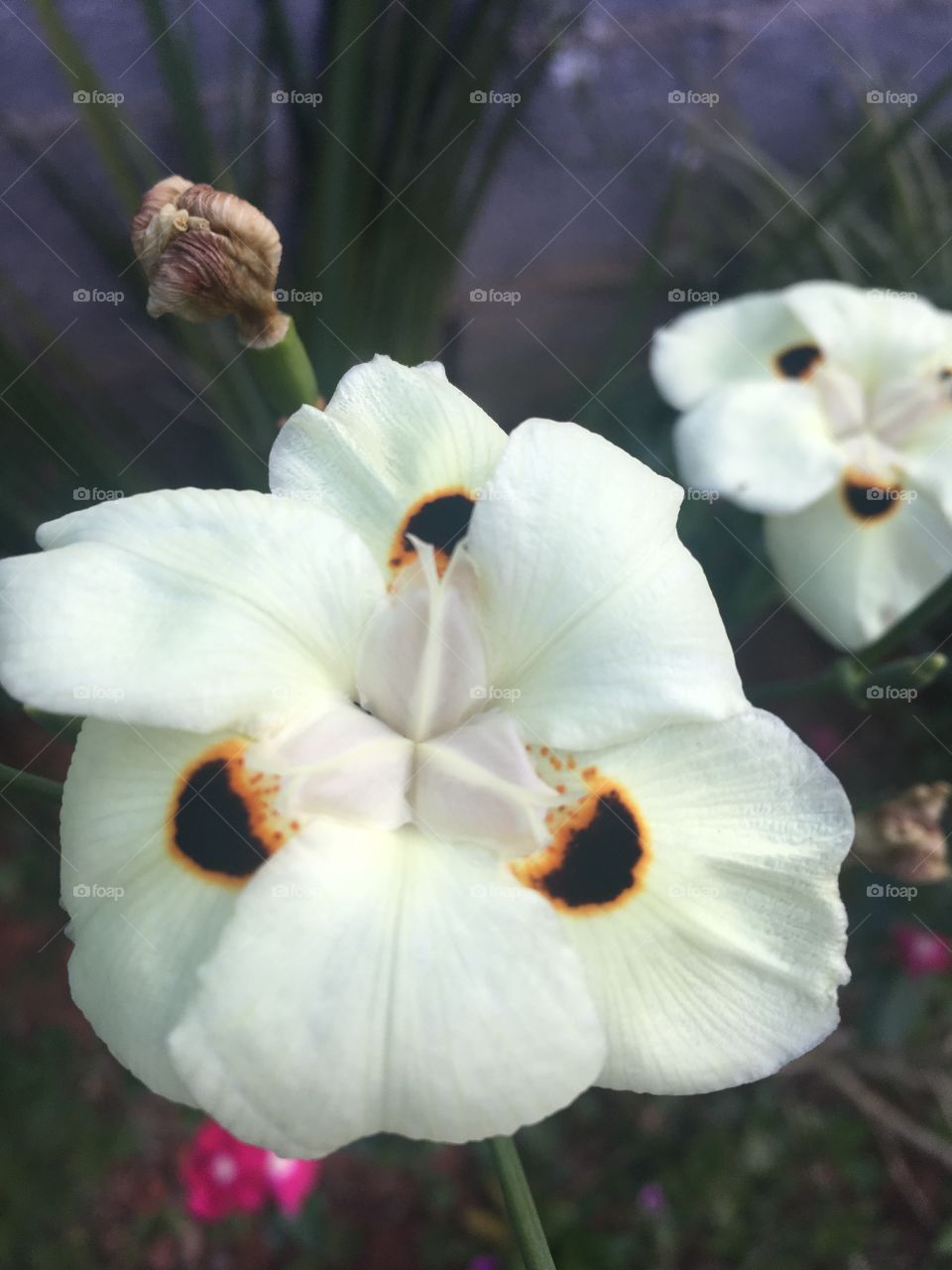 🌼#Flores do nosso #jardim, para alegrar e embelezar nosso dia!
#Jardinagem é nosso #hobby.
🌹
#flowers
#garden
#nature
#flor