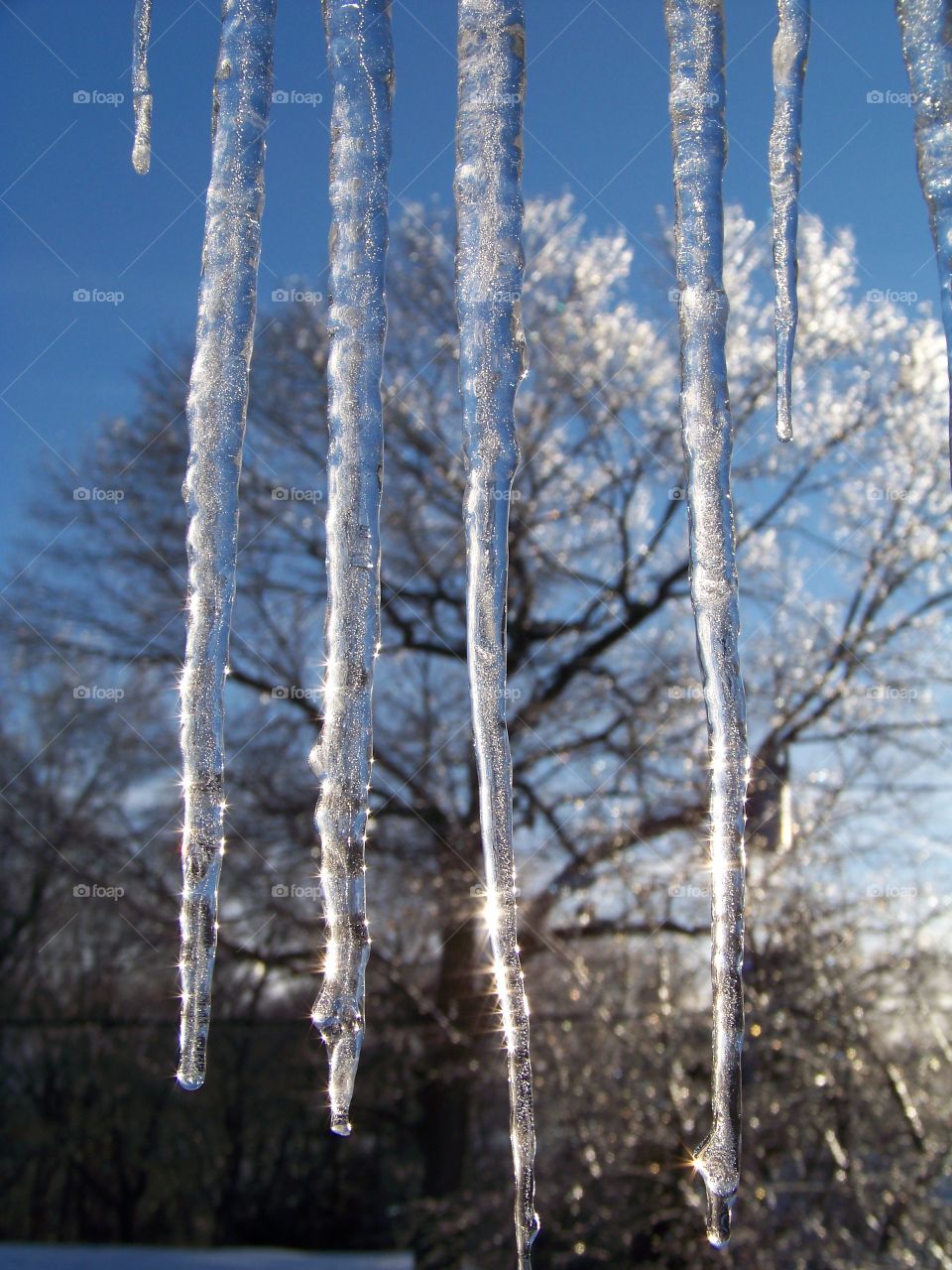 Icicles in the morning 