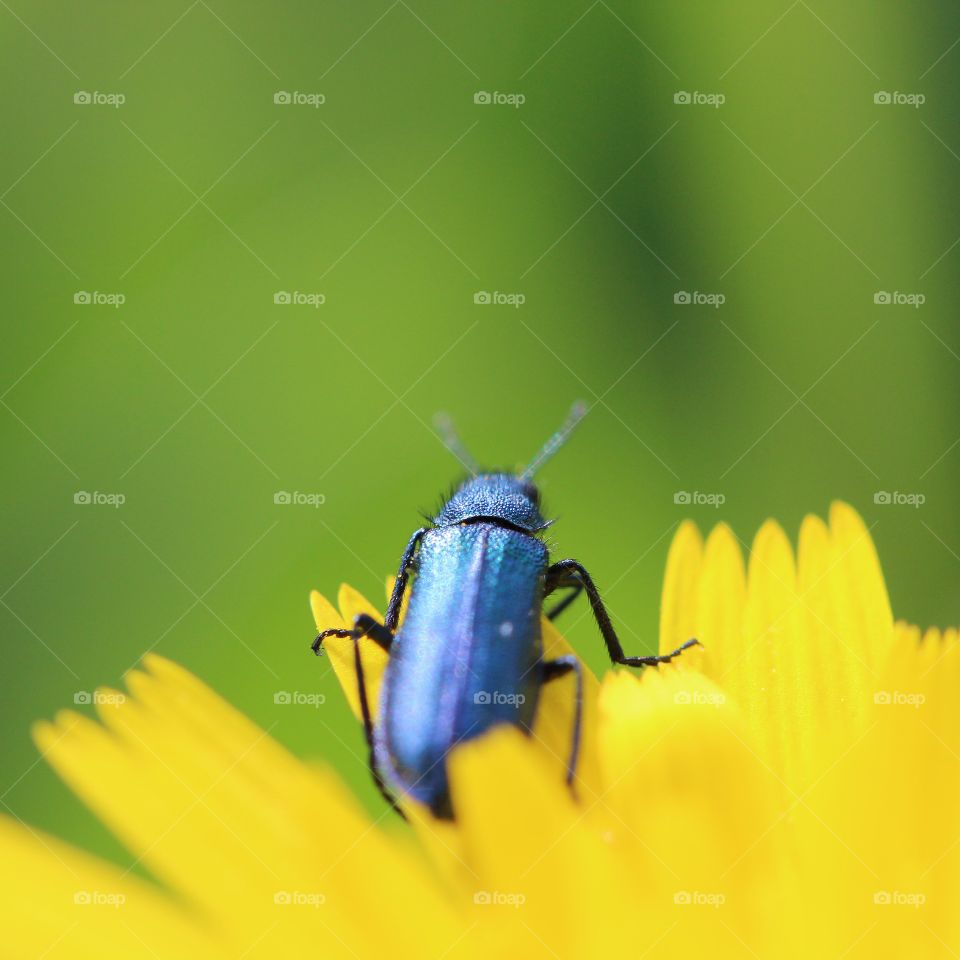 Beautiful macro beetle 