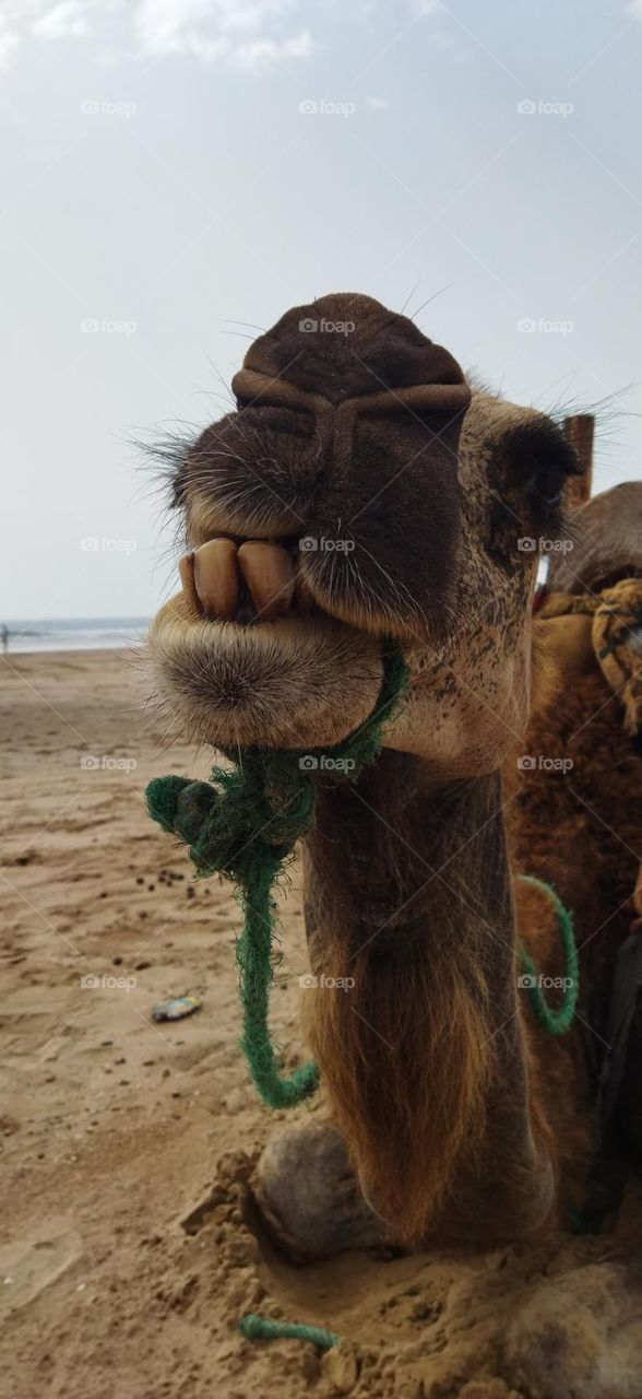 a camel looking at camera