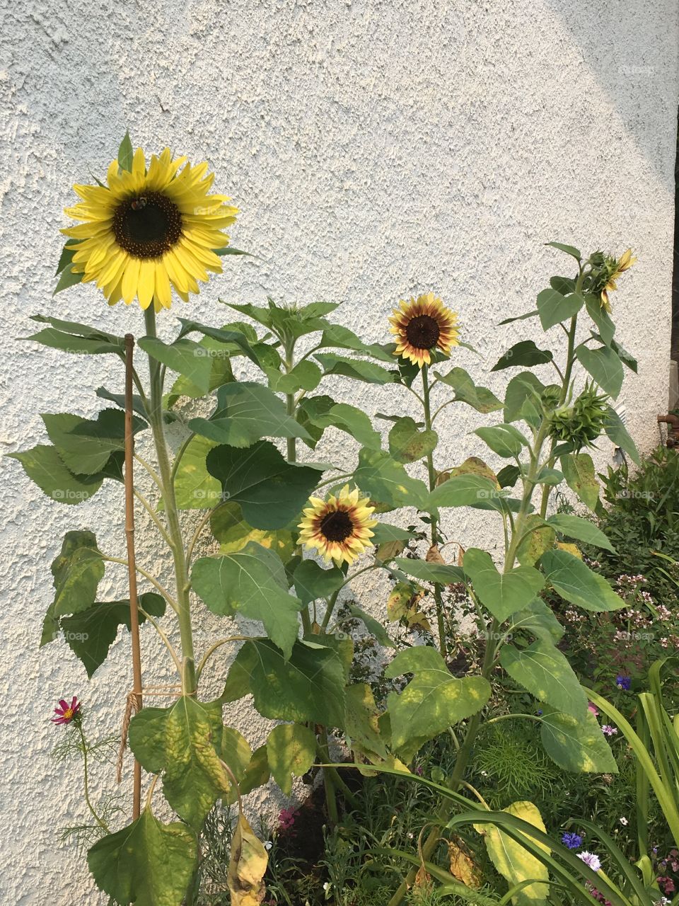 Sunflowers