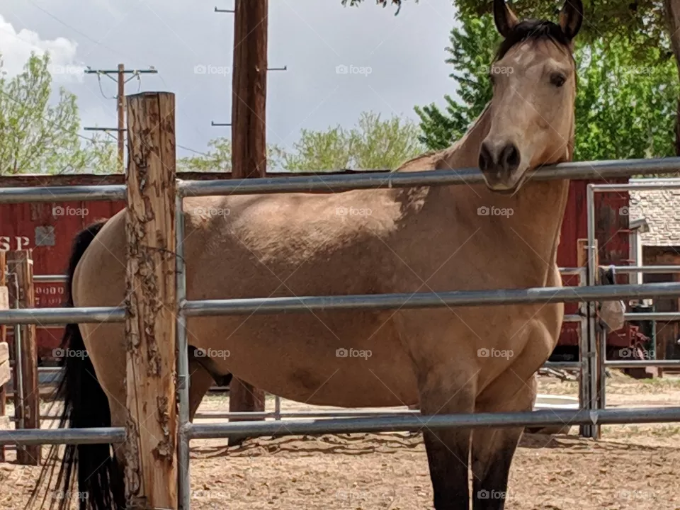 Mr. Ed.