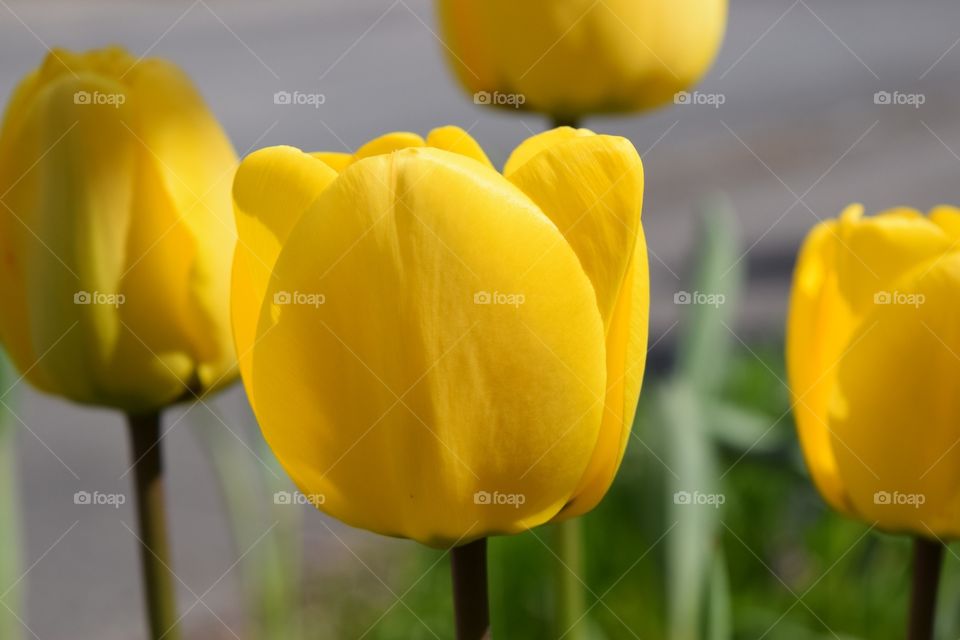 The beauty of yellow spring flowers