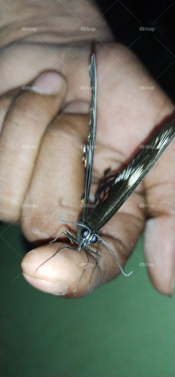 beautiful colour full butterfly in hand finger