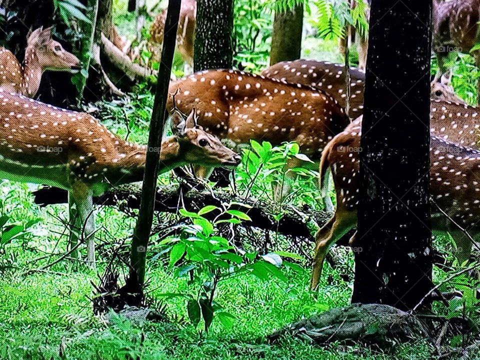 animals in the forest